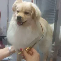 سگ پامر اشپیتز