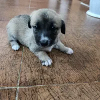 توله ۲ماهه اشپیتز|سگ|خمام, |دیوار