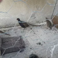 مرغ وخروس امریکایی|پرنده|اردبیل, |دیوار