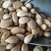 فروش بادام سنجد عناب بنه