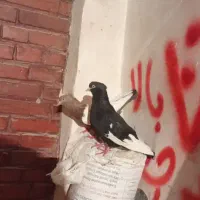کبوتر گمشده سینه ای کبوتر|حیوانات|اهواز, سخیریه|دیوار