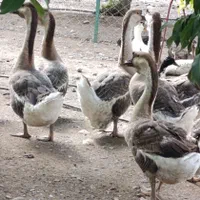 قوغاز|حیوانات مزرعه|مشهد, کوه سنگی|دیوار