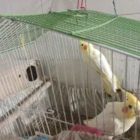 جفت عروس هلندی