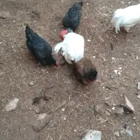 یک عددکالسکه|اسباب و اثاث بچه|ورامین, خیر آباد|دیوار