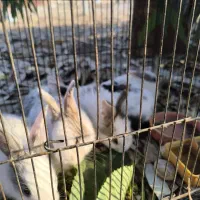 خرگوش|موش و خرگوش|شوشتر, |دیوار