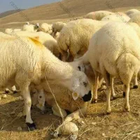 گوسفند قربانی در مزرعه