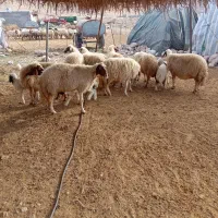9راس میش داشتی 6تاشان بره دارن 3راس آبستن هستن