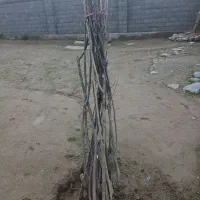 نهال گردو یک متر به بالا تا ۳ متر درجه یک.