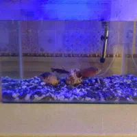 آکواریوم شیشه خم