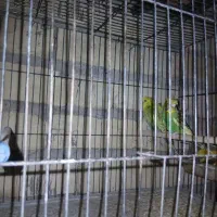 فروش جفت مرغ عشق پروانه ای مولد