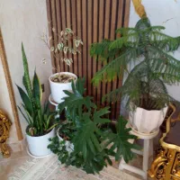 گل های طبیعی کاج مطبق برگ انجیری سانسوریا لب طلایی