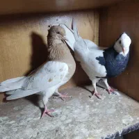 طوقی نر معاوضه|پرنده|داراب, |دیوار