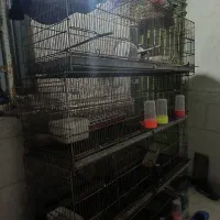 فروش قفس ۸ خوان