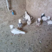 کبوتر طوقی|پرنده|قروه, |دیوار