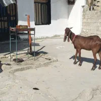 بز داشتی|حیوانات مزرعه|مسجد سلیمان, |دیوار