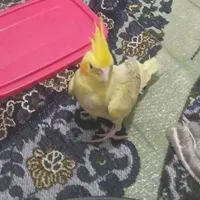 عروس هلندی گم شده