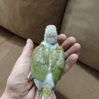 جوجه گرینچیک
