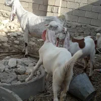 بز گلابی با دو کهره نر