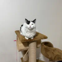 واگذاری گربه DLH