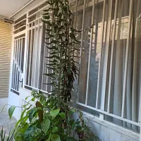 کاکتوس اشک تمساح یا مادر هزار بچه