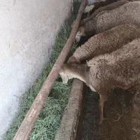 5تا بره نر قیمت 340ت