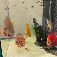 اکواریوم و گله ماهی دیسکس و...