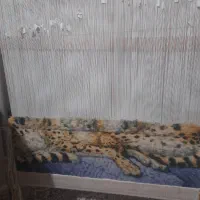 تابلوفرش‌ملکه‌باببر