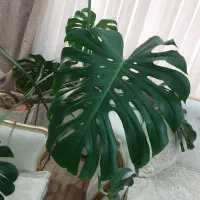 برگ انجیری مونسترا