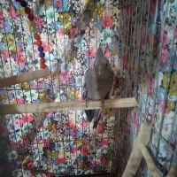 عروس البینو وایت فیس