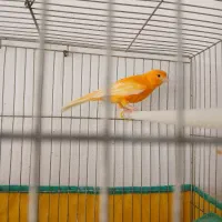قناری نر پرتقالی