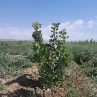 باغبانی باغچه بیلی تزئینات باغچه سم پاشی