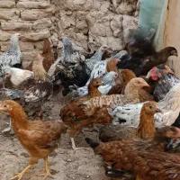 تاقچه سالم و سرحال|حیوانات مزرعه|خلیل آباد, |دیوار