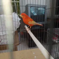 قناری قیمت مناسب رد فاکتورسرخ ترک باکیفیت وجوان