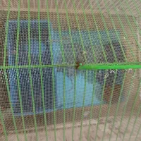 قفس تمیز پرنده و همستر|لوازم جانبی حیوانات|شیراز, قلعه نو|دیوار