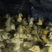 فروش جوجه غاز