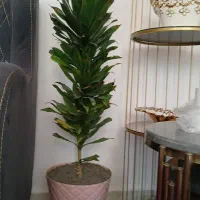 گل و گلدان