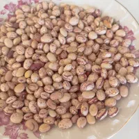 فروش لوبیا چیتی بار نو امسال