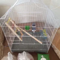 قفس پرنده به همراه همه متعلقات.عروس هلندی.مرغ عشق