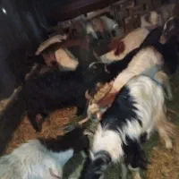 بز آبستن داشتی|حیوانات مزرعه|دورود, |دیوار