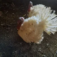 بوقلمون محلی|حیوانات مزرعه|صحنه, |دیوار