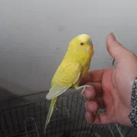 مرغ عشق‌ طوطی‌ رنگین‌کمانی|پرنده|گلستان (تهران), |دیوار