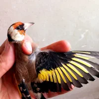 سهره قناری|پرنده|خمینی‌شهر, |دیوار