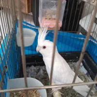 عروس هلندی نر و ماده