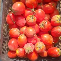 گوجه فرنگی|خوردنی و آشامیدنی|شاهنجرین, |دیوار