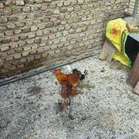 انواع مرغ و خروس تزیینی جوان