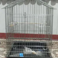 قفس