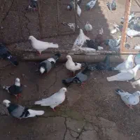 کبوترهای خوب بصورت عمده فروشی است