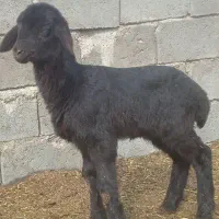 بره علفخوار افشاری اصل نژاد