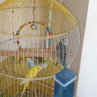 مرغ عشق همراه باقفس و۳عدفنج ب همراه قفس