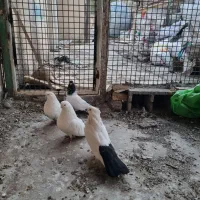 کفتر کبوتر|پرنده|تهران, مختاری|دیوار